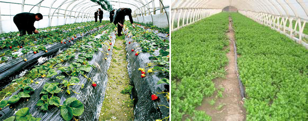 安邦電伴熱帶保溫技術應用于西安大棚蔬菜管道防凍(圖1) 安邦電伴熱帶保溫技術應用于西安大棚蔬菜管道防凍(圖1)